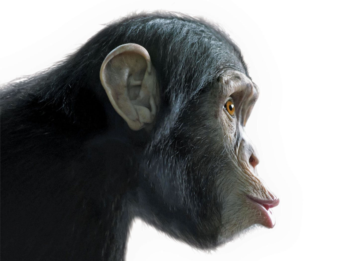 Human-Chimp DNA Comparison | The Institute for Creation Research